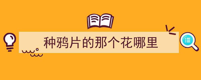 种鸦片的那个花哪里"/